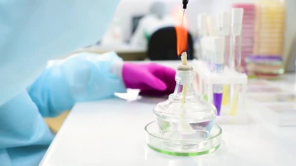 Επιστήμονας γεμίζει ένα τρυβλίο Petri με ένα στρώμα θρεπτικού μέσου και καλλιεργεί αποικίες μικροοργανισμών. Βακτηριολογικό εργαστήριο, βακτηριακή ανάλυση — Αρχείο Βίντεο