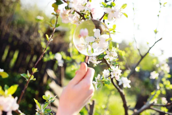 Nahaufnahme einer Hand mit einer Lupe auf dem Hintergrund von Frühlingsblüten. — Stockfoto