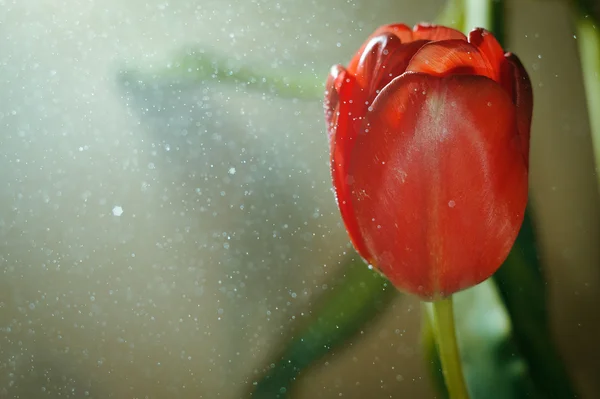 Tulipán rojo en el fondo de salpicaduras de agua — Foto de Stock