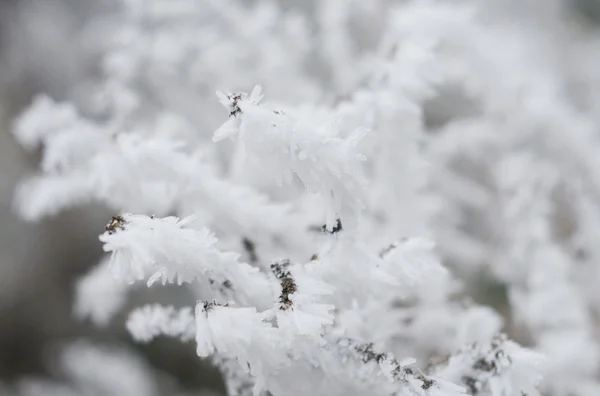 Givre sur les branches d'un arbre — Photo