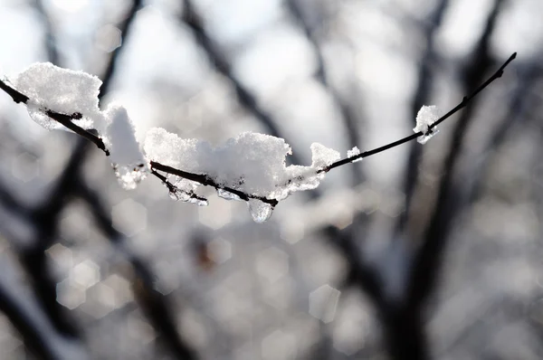 Givre sur les branches d'un arbre — Photo