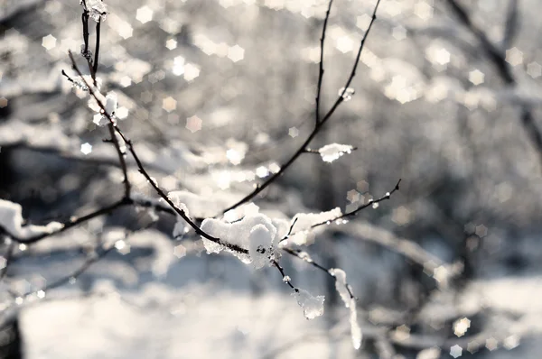 Gelo sui rami di un albero — Foto Stock