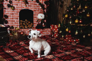 köpek doğurmak Jack Russell terrier şöminede yanında yalan