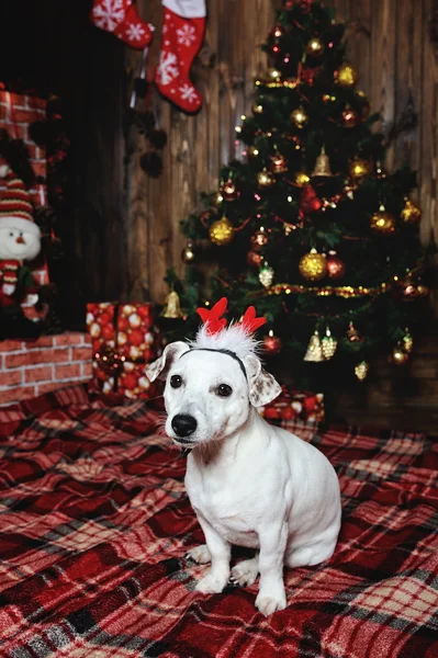 Perro raza Jack Russell terrier acostado junto a la chimenea en el — Foto de Stock