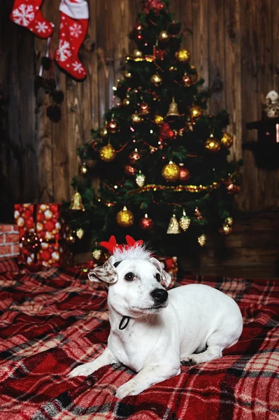 Perro raza Jack Russell terrier acostado junto a la chimenea en el — Foto de Stock