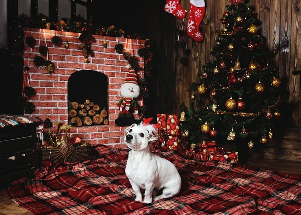 Perro raza Jack Russell terrier acostado junto a la chimenea en el — Foto de Stock