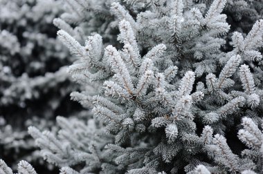 Karda çeki düzen vermek. Ladin dallarda süsleyin