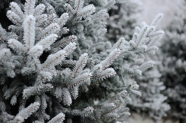Abeto na neve. geada nos ramos de abeto — Fotografia de Stock
