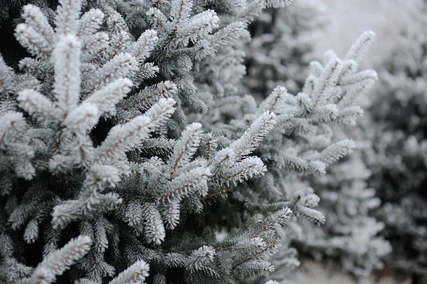 Abete rosso nella neve. gelo sui rami di abete rosso — Foto Stock