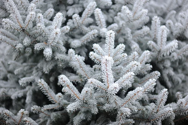 雪の中で小ぎれいにしなさい。スプルースの枝に霜します。 — ストック写真