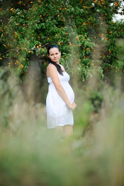 Беременная девушка в белом сарафане на фоне абрикоса т — стоковое фото