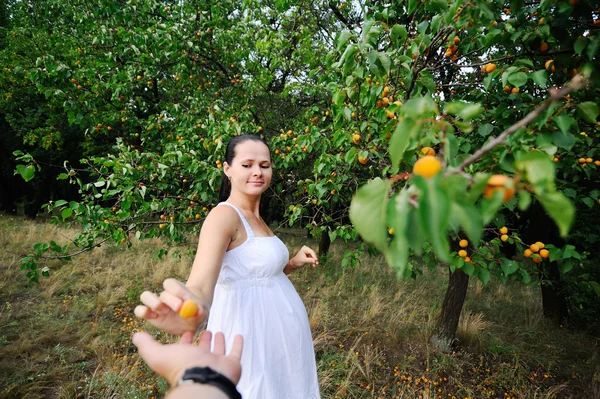 Zwangere meisje in een witte jurk verzamelt abrikozen — Stockfoto