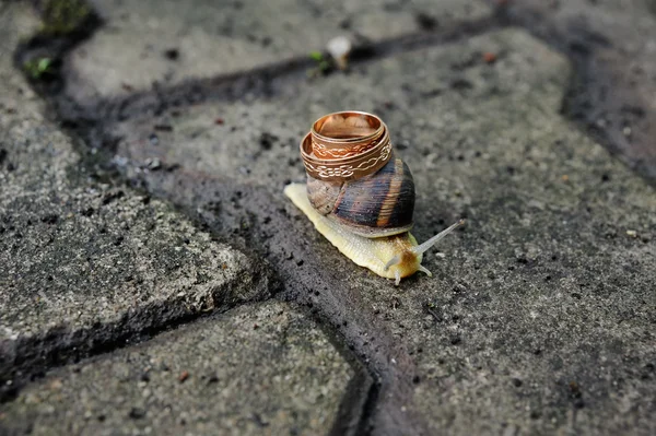 A Shell egy csiga jegygyűrű — Stock Fotó