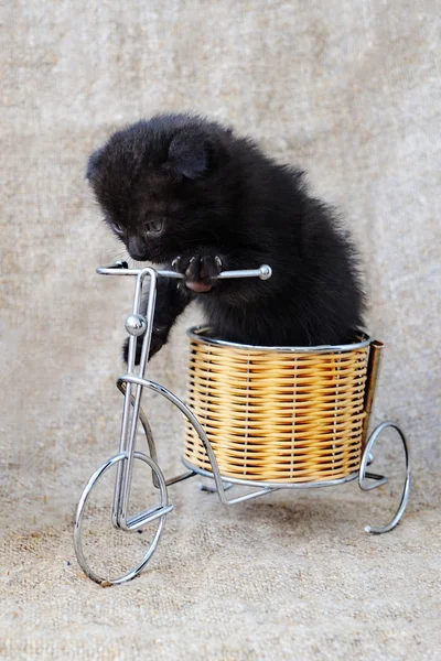 Gatito en bicicleta sobre fondo de arpillera — Foto de Stock