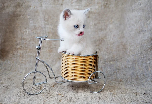Котенок на велосипеде на фоне мешковины — стоковое фото