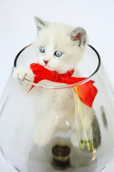 Chaton avec un arc rouge dans un vase en verre — Photo