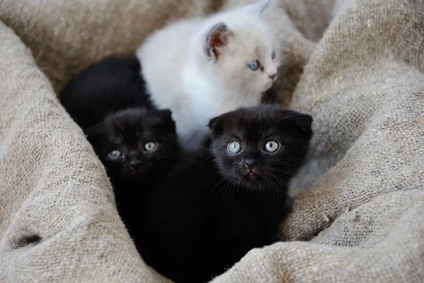 Três gatinhos em um contexto de serapilheira — Fotografia de Stock