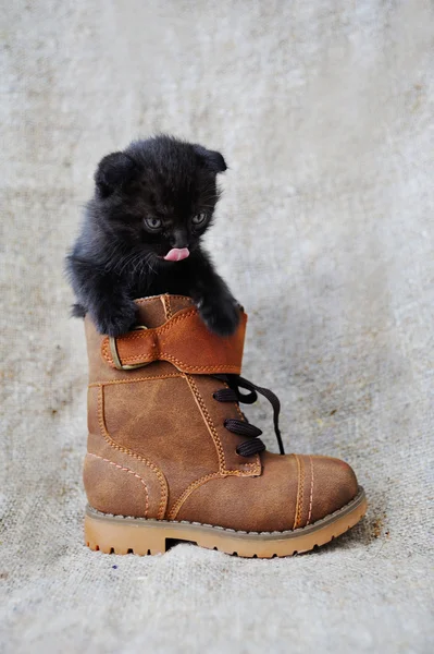 Gatinho preto em uma bota marrom — Fotografia de Stock