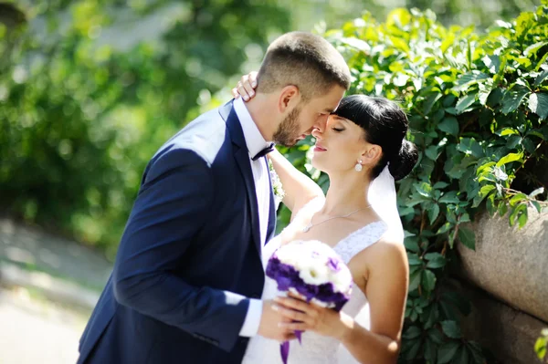 Bride and groom kissing on the background of greenery — Stock Photo, Image