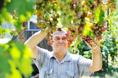 yaşlı adam malzeme çekme üzüm