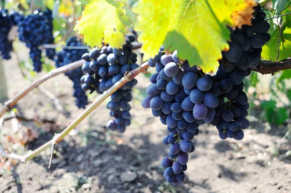 Raisins bleus dans le vignoble — Photo