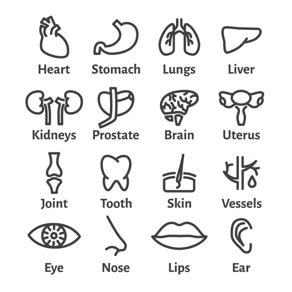 Icon Set of Human Organs — Stock Vector