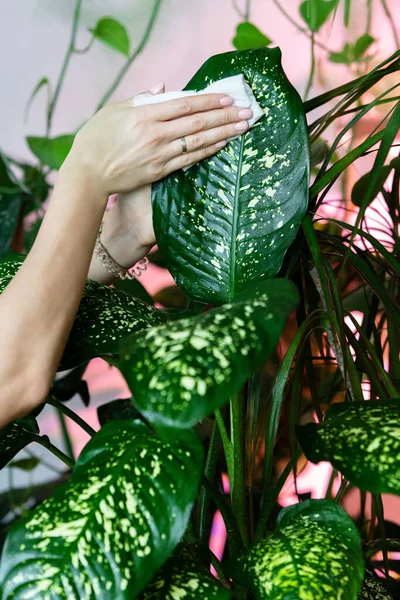 Las Manos Jardinero Hembra Limpiando Polvo Las Hojas Las Plantas — Foto de Stock