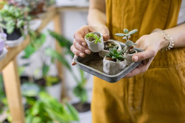 Woman Gardener Holding Set Small Ceramic Pots Plant Germination Sprouts — Stock Photo, Image