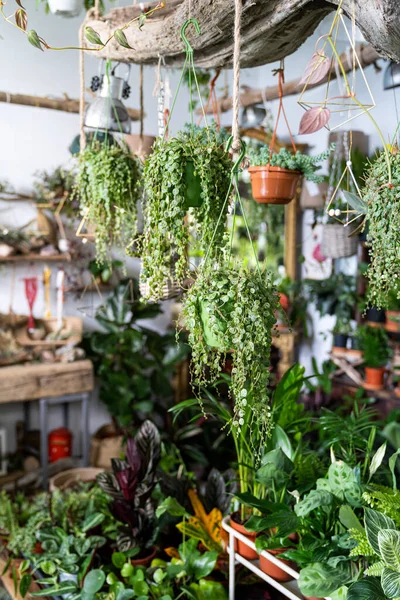 フラワーショップのビジネス 小さな植物店でトレンディなインテリア花や家のデザイン — ストック写真