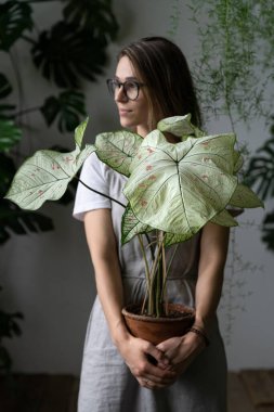 Woman gardener in a grey linen dress, holding flower - caladium houseplant with large white leaves and green veins in clay pot, looking aside. Love for plants. Indoor gardening clipart