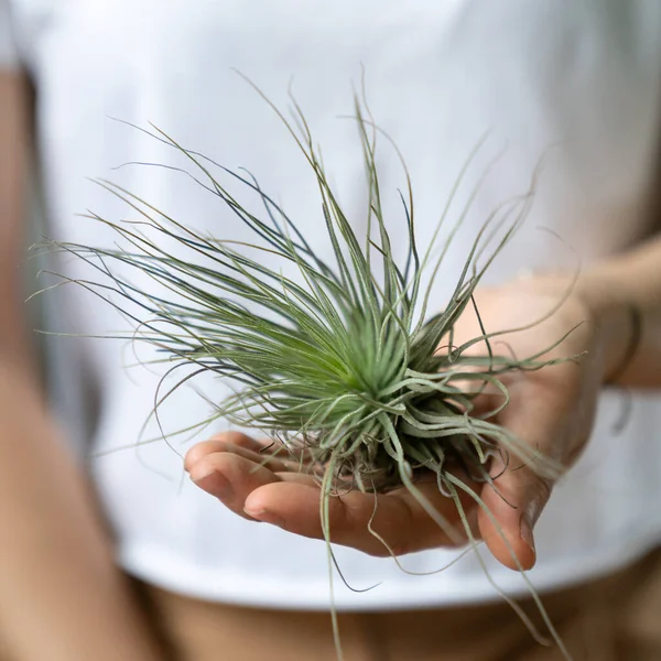 Žena Drží Ruce Vzduchotechnika Tillandsia Rostlina Která Nevyžaduje Květináč — Stock fotografie