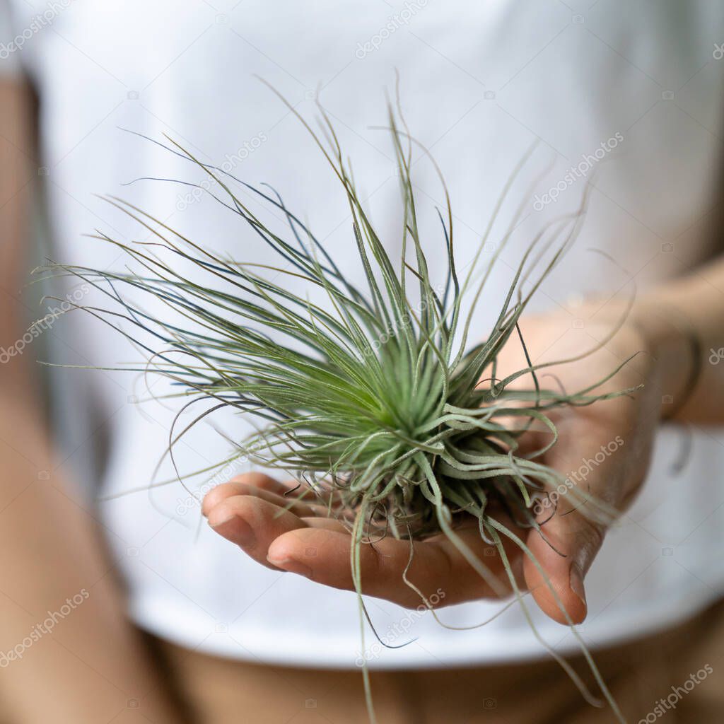 Woman holding on hand air plant Tillandsia - plant that does not require a flower pot