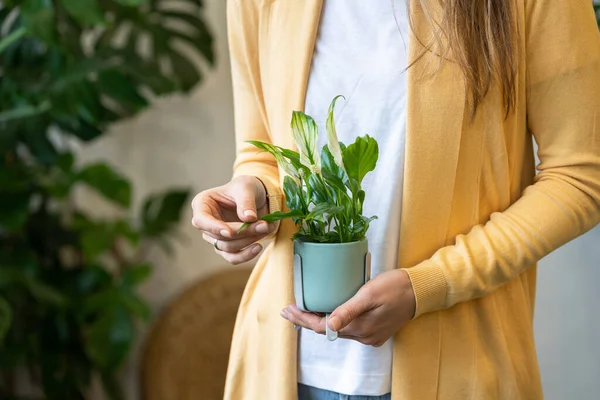 Close Woman Gardener Holding Houseplant Her Hands Touches Green Leaf — Stock Photo, Image