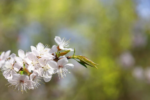 White Flowers Cherry Tree Young Green Leaves Spreading Pollen Soft — Stock Photo, Image