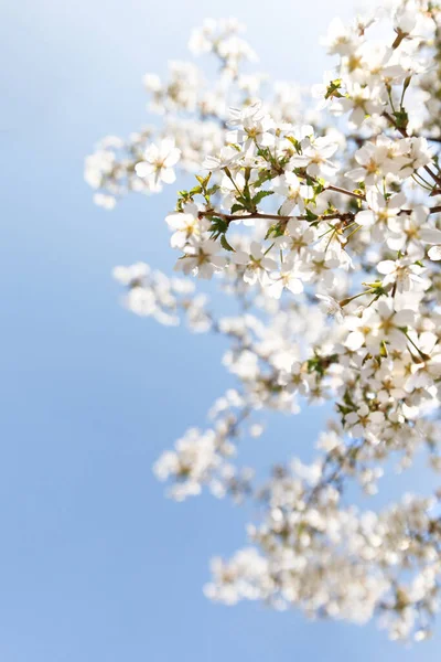 Flores Blancas Cerezo Ornamental Con Hojas Verdes Jóvenes Enfoque Suave — Foto de Stock