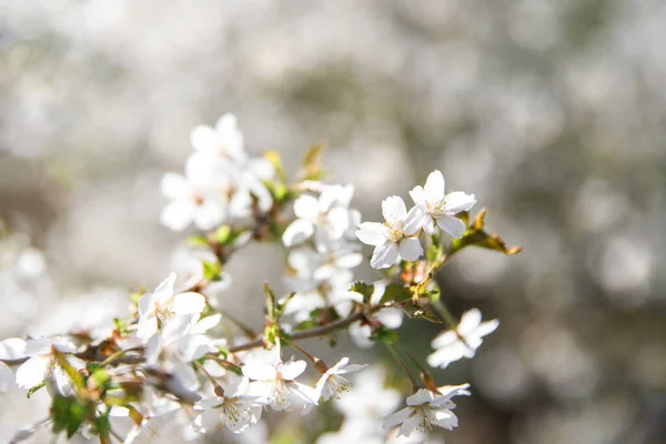 Flores Blancas Cerezo Con Hojas Verdes Jóvenes Esparciendo Polen Foco — Foto de Stock