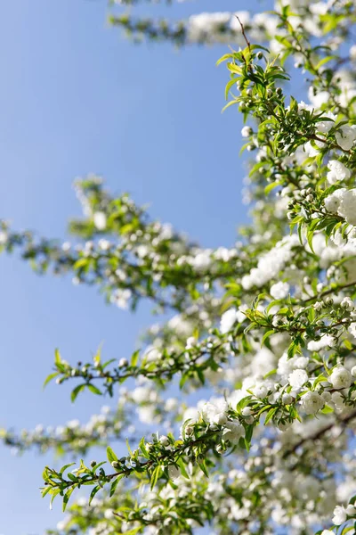 Flores Blancas Árbol Frutal Ornamental Con Hojas Verdes Jóvenes Enfoque — Foto de Stock