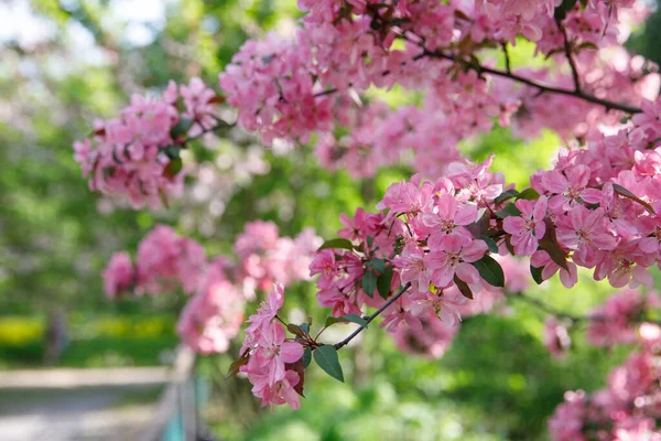 Rosafarbene Blüten Eines Apfelbaums Mit Jungen Grünen Blättern Stadtpark Weicher — Stockfoto