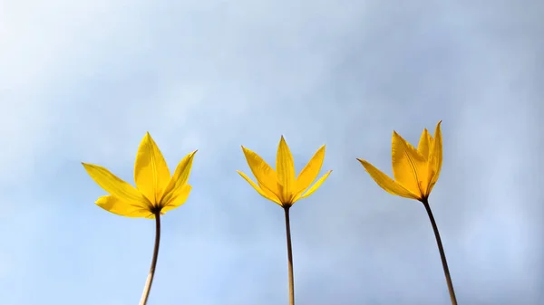 Tres Flores Raras Primavera Amarilla Salvaje Tulip Scythica Sylvestris Bieberstein — Foto de Stock