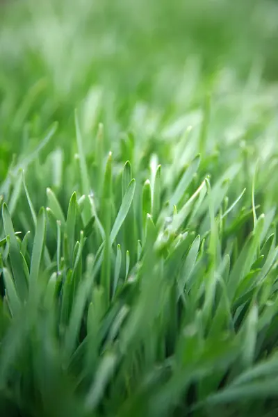 Primer Plano Hierba Fresca Césped Verde Campo Enfoque Suave Verduras — Foto de Stock