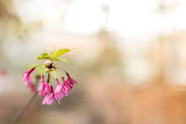 Blühender Zweig Der Japanischen Kirschsakura Mit Jungen Grünen Blättern Weicher — Stockfoto