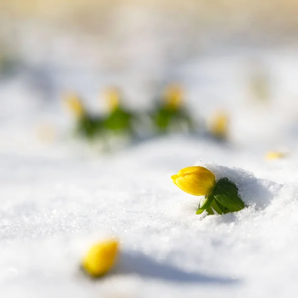 Primavera Florescendo Flores Amarelas Primroses Apareceu Sob Neve Após Uma — Fotografia de Stock
