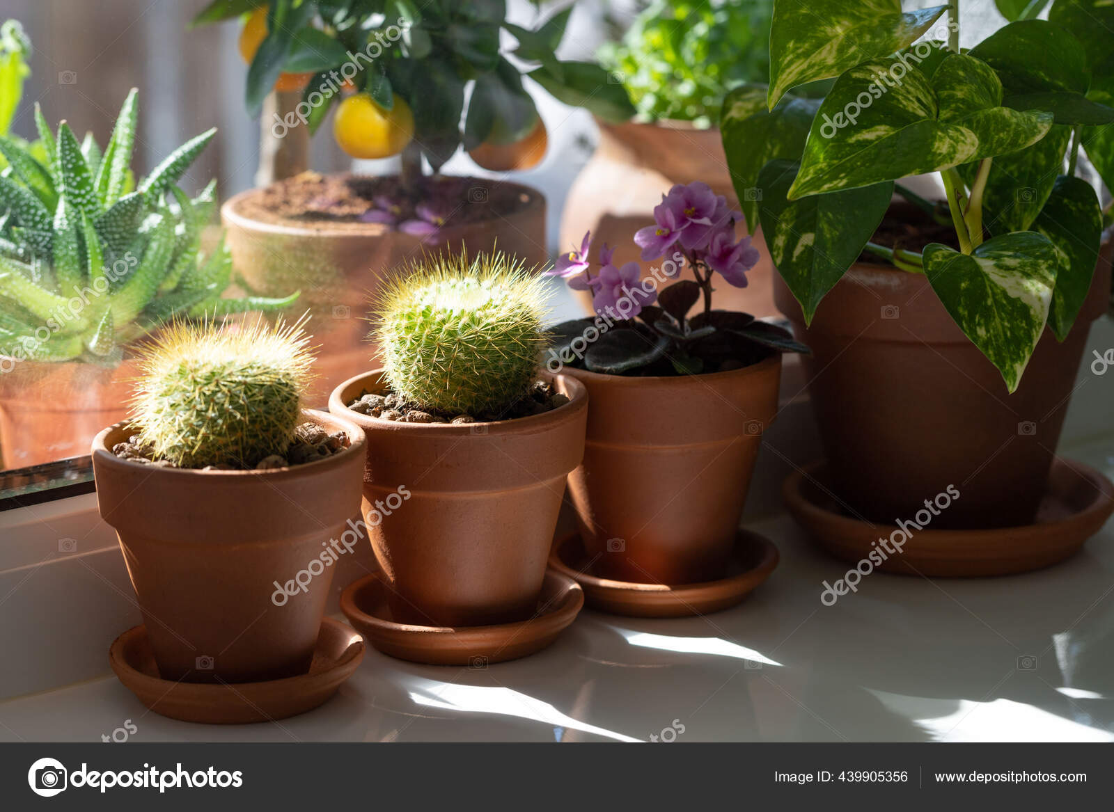 Photo libre de droit de Plantes Succulentes Miniature banque d