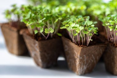 Tohum ekmeye hazır, biyolojik olarak çözünebilir kökleri olan taze yeşil lahanaları kapatın. Bahçıvanlık, sıcak yatakta büyümek, yaz ekimi. Yeni yaşam bitkisi.