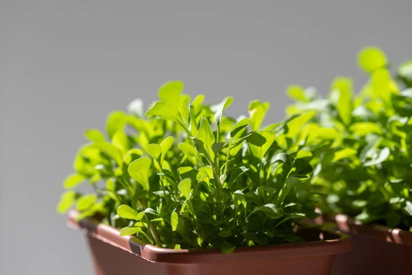 Arúgula Verde Joven Macetas Plástico Selectiva Sobre Fondo Gris Jardinería —  Fotos de Stock