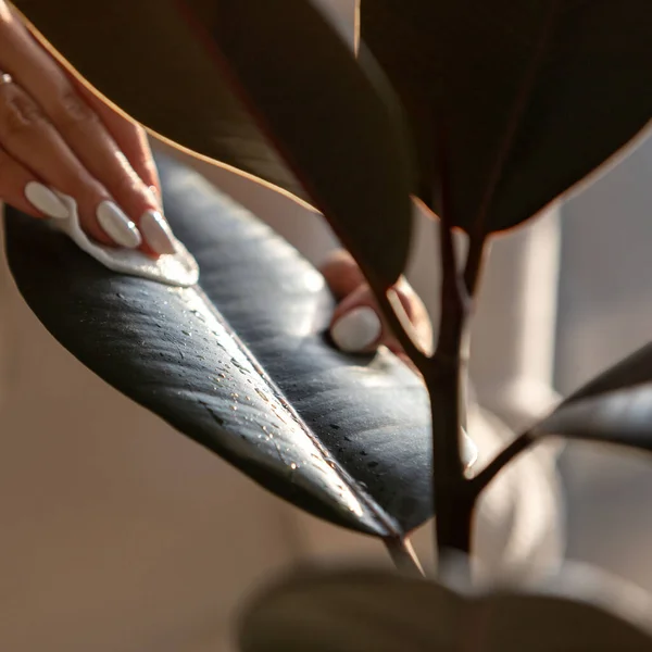 Las Manos Del Jardinero Femenino Limpiando Polvo Las Hojas Las — Foto de Stock