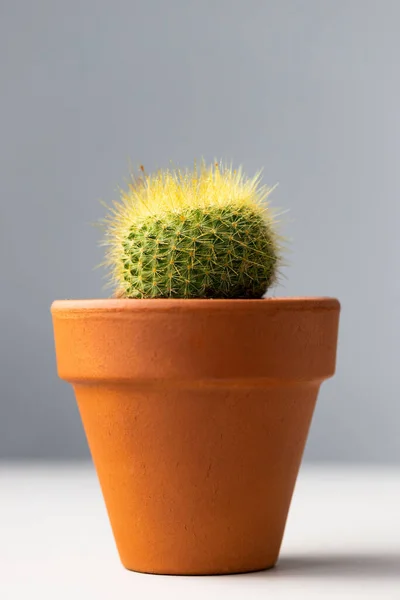 Detailní Záběr Mammillaria Kaktus Terakotě Hliněný Hrnec Šedém Pozadí — Stock fotografie