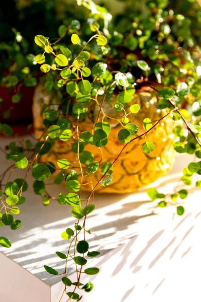 Plante Muehlenbeckia Plantador Decorativo Depois Molhar Uma Pistola Pulverização Mesa — Fotografia de Stock