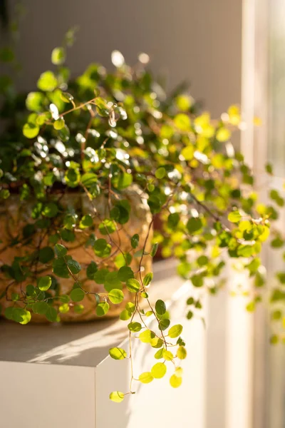 室内の他の植物に囲まれ 太陽光に照らされたテーブルの上のスプレー銃から湿らせた後 装飾的なプランターでMuehlenkgeia植物 — ストック写真