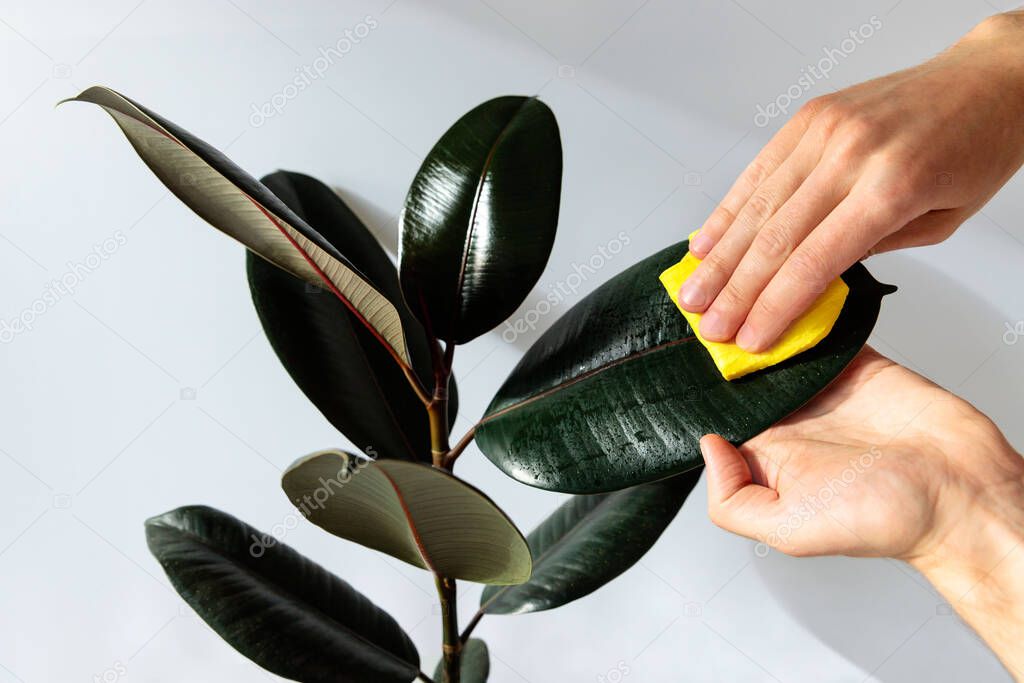 Male gardener hands wiping the dust from houseplant leaves, taking care of plant Ficus Elastic Robusta, close up on white background. Home gardening. 